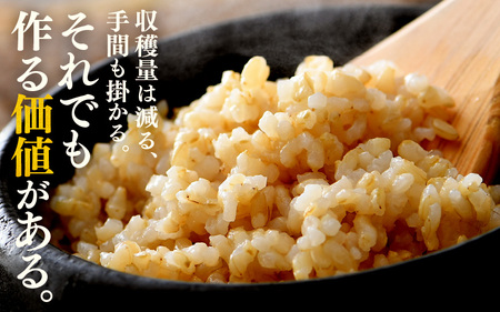 先行予約】【令和8年産 新米】定期便《12ヶ月連続お届け》コシヒカリ 