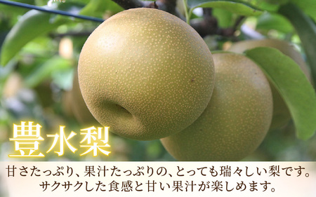 【先行予約】《数量限定》豊水梨 特選 5～6玉入 約3kg もぎたて 新鮮 ／ 期間限定 果物 フルーツ 農家直送 お取り寄せ 豊水 梨 なし 福井県 あわら市 ※2026年9月上旬より順次発送予定 [aw042-a004]