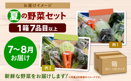 専用　旬野菜　おまかせ夏野菜セット 先行予約】農家直送 夏野菜セット 1箱 7品目以上 《元気に育った
