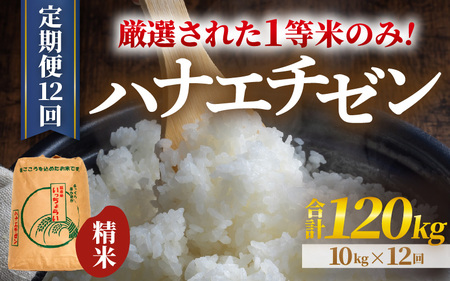 【先行予約】【令和8年産・新米】【一等米】 ＜定期便12回＞ ハナエチゼン 精米 10kg × 12回（120kg）《発送直前精米！》 ／ 福井県産 ブランド米 ご飯 白米 お米 コメ 新鮮 大賞 受賞 新米 ※2026年9月上旬以降順次発送予定 [aw012-o008]