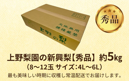 【先行予約】上野梨園の新興梨 8～12玉入 約5kg  4L～6L【秀品】《数量限定》梨園直送！  / 期間限定 果物 フルーツ 農家直送 シャキシャキ もぎたて 旬 お取り寄せ ※2024年10月上旬より順次発送