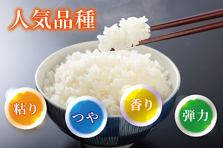 〈新米〉減農薬米 こしひかり 12kg ／令和5年福井県産 （玄米）