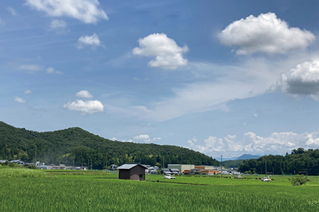 令和6年度産 新米 こしひかり 6㎏（無農薬 無化学肥料）