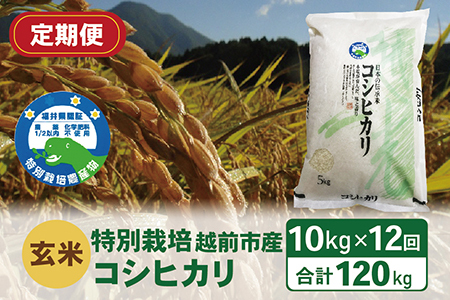 【定期便12回】（令和6年度新米 玄米）特別栽培 越前市産コシヒカリ  10kg×12回