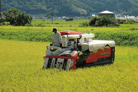 【定期便12回】（令和6年度新米 玄米）特別栽培 越前市産コシヒカリ  10kg×12回