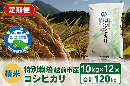 【定期便12回】（令和6年度新米 精米）特別栽培 越前市産コシヒカリ 10kg×12回