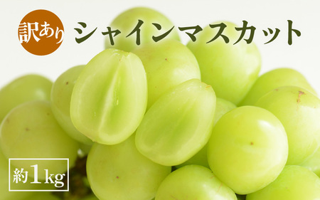 【先行予約】【訳あり】シャインマスカット 約1kg 【2026年8月中旬以降順次発送予定】 [B-3219]