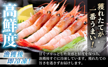 もちえび（甘えび）500g × 1袋 【甘海老 あまえび アマエビ えび 海老 有頭 刺身 生食 海鮮 海産物 魚貝類 魚介類 新鮮 冷凍 三国】 [A-1613]