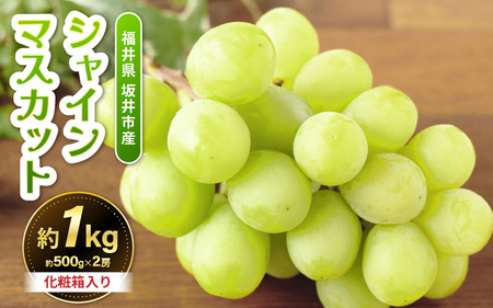 【先行予約】坂井市砂丘地のシャインマスカット 約500g×2房入り（合計：約1kg）化粧箱入り 【2026年8月中旬以降順次発送予定】【マスカット ブドウ ぶどう 葡萄 果物 くだもの フルーツ 果実 新鮮 産地直送 国産 ギフト 贈り物 贈答】 [A-19105]