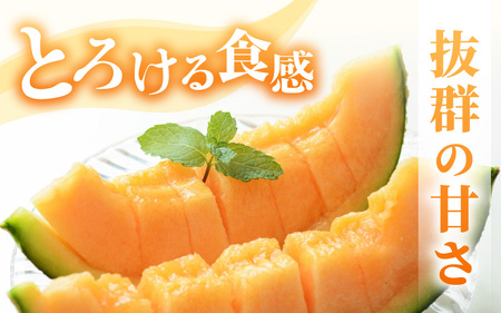 【先行予約】坂井市砂丘地のマルセイユメロン 花咲紅姫 3L以上 2個入り 化粧箱入り 【2026年6月中旬以降順次発送予定】 【メロン めろん フルーツ デザート 果物 くだもの 果実 赤肉 糖度 甘い ジューシー お取り寄せ グルメ 産地直送 贈答 ギフト 贈り物】 [A-19102]