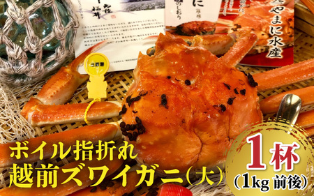 先行予約 訳あり 越前がに (大) 指折れ 1杯 1kg前後 【2月発送】 越前ズワイガニ [K-4303_02]