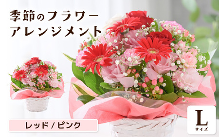 選べるカラー 季節のフラワーアレンジメント L (レッド・ピンク) 【お花 フラワー アレジメント 花束 ギフト 生花 プレゼント 花束 花 記念日 敬老の日 お祝い】 [B-20701_01]