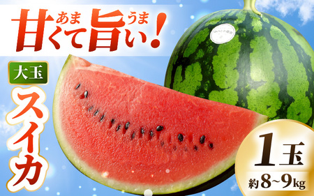 【先行予約】 坂井市産 ハウススイカ 1玉入り 8～9kg (大玉) 一度食べたらやみつき！甘さと美味しさに心が弾む ハウススイカ！ 【2026年6月中旬以降順次発送予定】【スイカ 西瓜 すいか デザート 果物 くだもの 夏 甘い ジューシー 旬の果物 産地直送】 [A-16205]