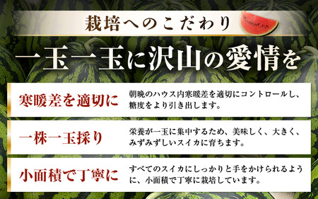 【先行予約】 坂井市産 ハウススイカ 1玉入り 8～9kg (大玉) 一度食べたらやみつき！甘さと美味しさに心が弾む ハウススイカ！ 【2026年6月中旬以降順次発送予定】【スイカ 西瓜 すいか デザート 果物 くだもの 夏 甘い ジューシー 旬の果物 産地直送】 [A-16205]