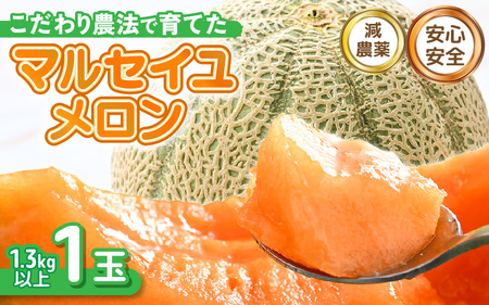 【先行予約】 安心安全！減農薬！こだわり農法で育てたマルセイユメロン 1玉 (1玉あたり：1.3kg以上) 【2026年6月中旬以降順次発送予定】 【メロン めろん 赤肉 フルーツ デザート 果物 くだもの 果実 糖度 甘い 産地直送 国産】 [A-21210]