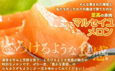 【先行予約】 安心安全！減農薬！こだわり農法で育てたマルセイユメロン 1玉 (1玉あたり：1.3kg以上) 【2026年6月中旬以降順次発送予定】 【メロン めろん 赤肉 フルーツ デザート 果物 くだもの 果実 糖度 甘い 産地直送 国産】 [A-21210]