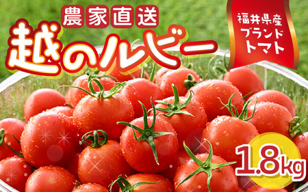【先行予約】 越のルビー 農家直送 フルーツトマト1.8kg 【2026年6月中旬以降順次発送予定】 福井県産ブランドトマト 野菜 産地直送 [A-21802]