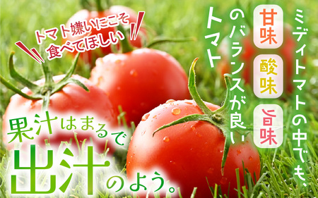 【先行予約】 越のルビー 農家直送 フルーツトマト1.8kg 【2026年6月中旬以降順次発送予定】 福井県産ブランドトマト 野菜 産地直送 [A-21802]