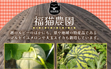 【先行予約】 越のルビー 農家直送 フルーツトマト1.8kg 【2026年6月中旬以降順次発送予定】 福井県産ブランドトマト 野菜 産地直送 [A-21802]