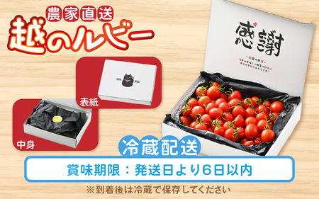 【先行予約】 越のルビー 農家直送 フルーツトマト1.8kg 【2026年6月中旬以降順次発送予定】 福井県産ブランドトマト 野菜 産地直送 [A-21802]