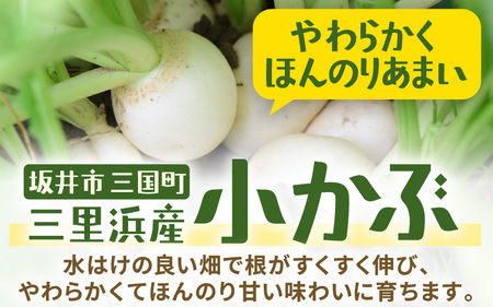 期間限定 村上農園産 小かぶ5パック入り (2玉×5袋) 計10個 野菜 かぶ 新鮮 [A-16517]