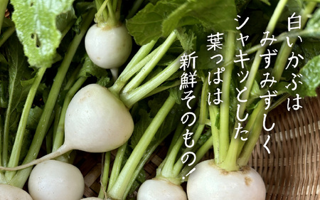 期間限定 村上農園産 小かぶ5パック入り (2玉×5袋) 計10個 野菜 かぶ 新鮮 [A-16517]