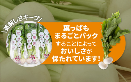 期間限定 村上農園産 小かぶ5パック入り (2玉×5袋) 計10個 野菜 かぶ 新鮮 [A-16517]