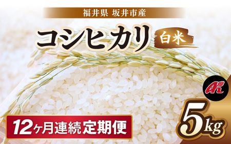 【先行予約】【令和8年産・新米】 定期便 ≪12ヶ月連続お届け≫ 坂井市産 コシヒカリ 白米 5kg×12回 計60kg (アグリ川崎) 【2026年10月以降順次発送予定】 【米 こめ お米 精米 ブランド米 こしひかり 国産】 [K-20505]