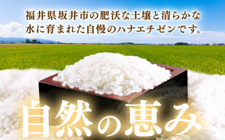 【先行予約】【令和8年産・新米】 定期便 ≪12ヶ月連続お届け≫坂井市産 ハナエチゼン 白米 5kg×12回 計60kg (中瀬農産) 【2026年10月以降順次発送予定】 【米 こめ お米 精米 ブランド米 華越前 国産】 [J-20501]