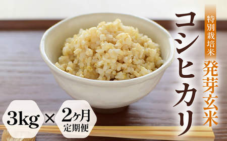 【期間限定】【2ヶ月連続お届け】【令和7年産】発芽玄米 特別栽培米 コシヒカリ 3kg×2回（計6kg）【米 玄米 こしひかり ギャバ GABA 特別栽培 食物繊維 栄養 真空パック ごはん ご飯 おいしい ふるさと納税米】 [C-2934]