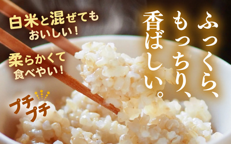 【期間限定】【2ヶ月連続お届け】【令和7年産】発芽玄米 特別栽培米 ミルキークイーン 2kg×2回（計4kg）発芽玄米 [C-2935]