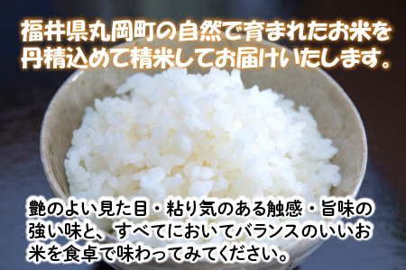 【令和7年産】 おおかわさんちのコシヒカリ 10kg [B-10802]