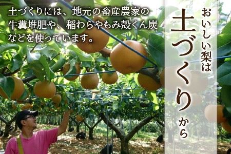 【先行予約】木下農園のみくに梨 「幸水梨」5kg（10～12玉）【2025年8月中旬以降順次発送予定】 [A-12101]