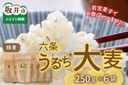 【先行予約】 六条うるち大麦 250g × 6袋 (合計1.5kg) 【2026年6月中旬以降順次発送予定】 プチプチ食感がやみつきに！ 若宮麦子でお腹スッキリ【国産大麦 うるち麦 健康 腸活 雑穀 穀物 麦ごはん 食物繊維 小分け パック】 [A-13605]