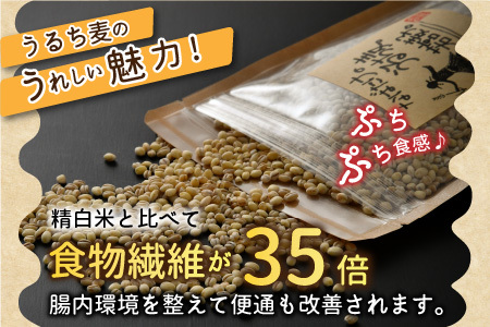 【先行予約】 六条うるち大麦 250g × 6袋 (合計1.5kg) 【2026年6月中旬以降順次発送予定】 プチプチ食感がやみつきに！ 若宮麦子でお腹スッキリ【国産大麦 うるち麦 健康 腸活 雑穀 穀物 麦ごはん 食物繊維 小分け パック】 [A-13605]