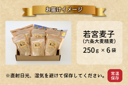 【先行予約】 六条うるち大麦 250g × 6袋 (合計1.5kg) 【2026年6月中旬以降順次発送予定】 プチプチ食感がやみつきに！ 若宮麦子でお腹スッキリ【国産大麦 うるち麦 健康 腸活 雑穀 穀物 麦ごはん 食物繊維 小分け パック】 [A-13605]