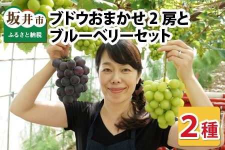 【先行予約】 減農薬にこだわった新鮮で安心な川合農園のブドウ おまかせ2房 と ブルーベリーセット 【2026年7月以降順次発送予定】 【ブドウ ぶどう ブルーベリー 果物 くだもの 果実 フルーツ 旬 新鮮 減農薬 セット 詰め合わせ 国産 冷蔵】 [A-7551]