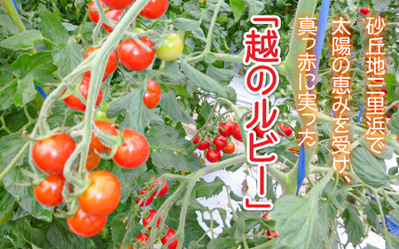 【先行予約】太陽サンサン砂丘地三里浜の 越のルビー 約2kg 【2026年6月下旬以降順次発送予定】 [A-8301]