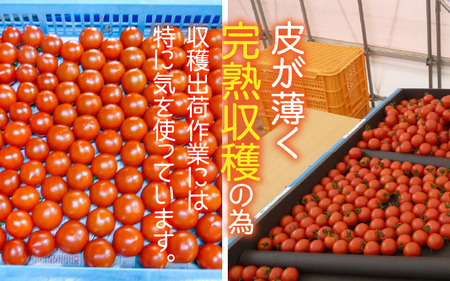 【先行予約】太陽サンサン砂丘地三里浜の 越のルビー 約2kg 【2026年6月下旬以降順次発送予定】 [A-8301]
