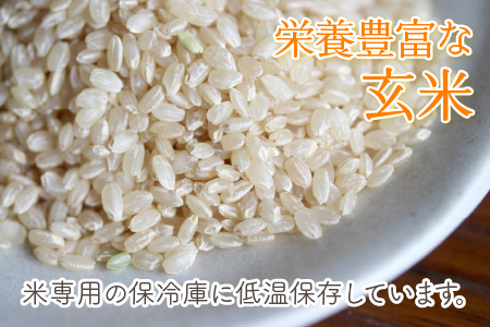 令和4年産】福井県坂井市丸岡町産 コシヒカリ 10kg（玄米） [A