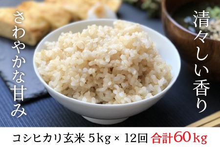 【先行予約】【令和8年産・新米】【12ヶ月定期便】 コシヒカリ5kg×12回 合計60kg（玄米）【2026年10月より順次発送予定】 [L-11303_02]