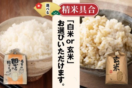 【先行予約】【令和6年産・新米】定期便 ≪6ヶ月連続お届け≫ 【選べる精米具合】 ハナエチゼン5kg×6回 計30kg ～本原農園からまごころコメて～（白米）【2024年9月上旬以降発送予定】 [C-8902_01]