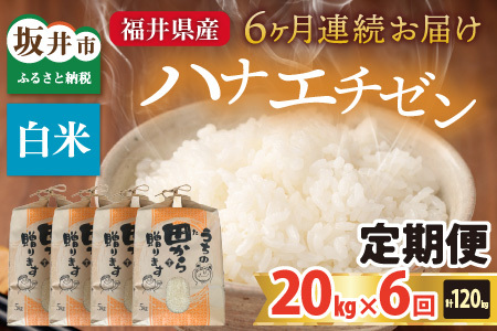 【先行予約】【令和8年産・新米】定期便 ≪6ヶ月連続お届け≫ ハナエチゼン20kg×6回 計120kg（白米）【2026年9月上旬以降順次発送予定】 [O-8907_01]