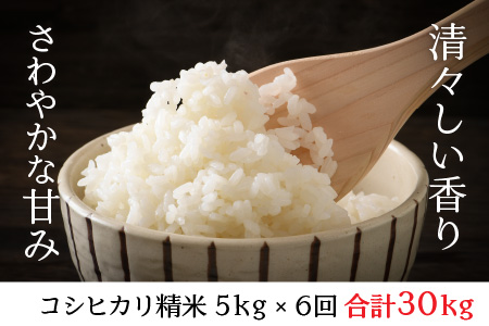 【令和7年産・新米先行予約】【6ヶ月定期便】 コシヒカリ5kg×6回　合計30kg（精米）【2025年10月より順次発送予定】【米定期便 精米定期便 回数定期便 こめ定期便 5キロ定期便 定期便】 [I-11302_03]