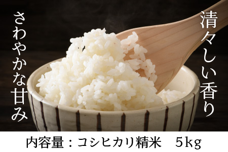 【先行予約】【令和7年産・新米】 福井県坂井市丸岡町産 コシヒカリ 計5kg（精米）【2025年10月より順次発送予定】 [A-11304_03]