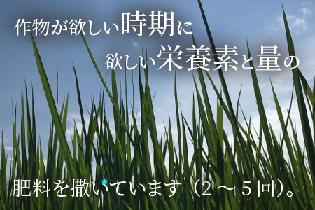 【先行予約】【令和8年産・新米】【12ヶ月連続お届け】【特別栽培米】福井県産 コシヒカリ 10kg ～化学肥料にたよらない有機肥料100%～ ネオニコフリー（玄米）【2026年10月以降順次発送予定】 【 玄米 お米 ごはん ブランド米 こしひかり 10キロ 産地直送 定期便 お楽しみ ふるさと納税米 】 [P-13401_02]
