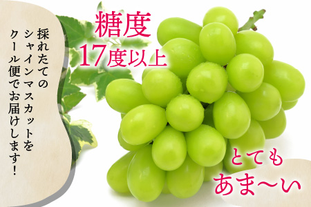 【先行予約】減農薬にこだわった新鮮で安心な川合農園大人気のシャインマスカット2房 約1.0kg【2026年9月上旬以降順次発送予定】【マスカット ブドウ ぶどう 葡萄 果物 くだもの フルーツ 果実 旬 新鮮 国産】 [A-7507]