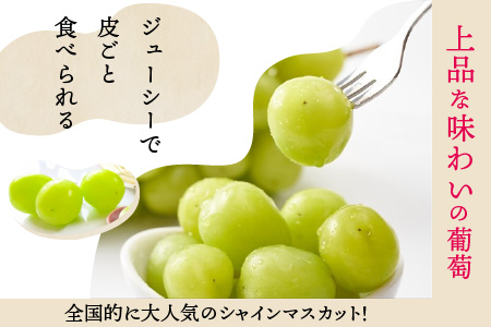 【先行予約】減農薬にこだわった新鮮で安心な川合農園大人気のシャインマスカット2房 約1.0kg【2026年9月上旬以降順次発送予定】【マスカット ブドウ ぶどう 葡萄 果物 くだもの フルーツ 果実 旬 新鮮 国産】 [A-7507]
