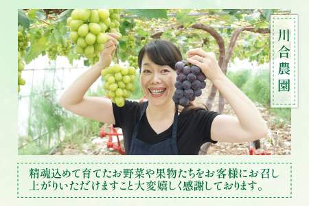 【先行予約】減農薬にこだわった新鮮で安心な川合農園大人気のシャインマスカット2房 約1.0kg【2026年9月上旬以降順次発送予定】【マスカット ブドウ ぶどう 葡萄 果物 くだもの フルーツ 果実 旬 新鮮 国産】 [A-7507]