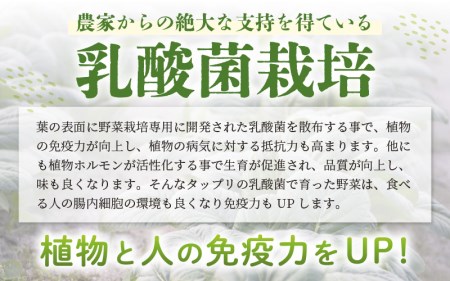 福井県坂井市三国町村上農園産　小松菜7パック入り（200g × 7袋）[A-16501]